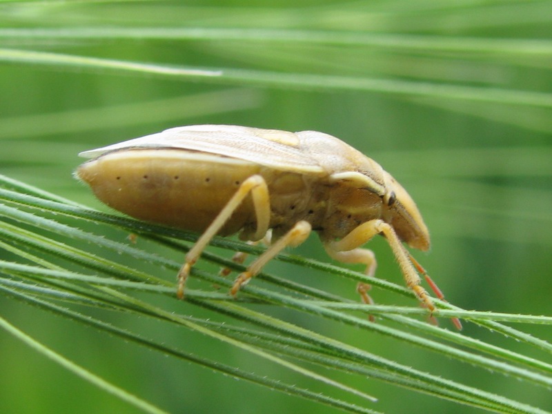 Aelia rostrata, A.germari, A.acuminata, A.klugi